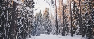 Preview wallpaper trees, winter, forest, snow