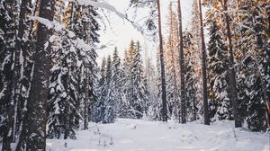 Preview wallpaper trees, winter, forest, snow
