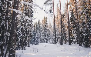 Preview wallpaper trees, winter, forest, snow