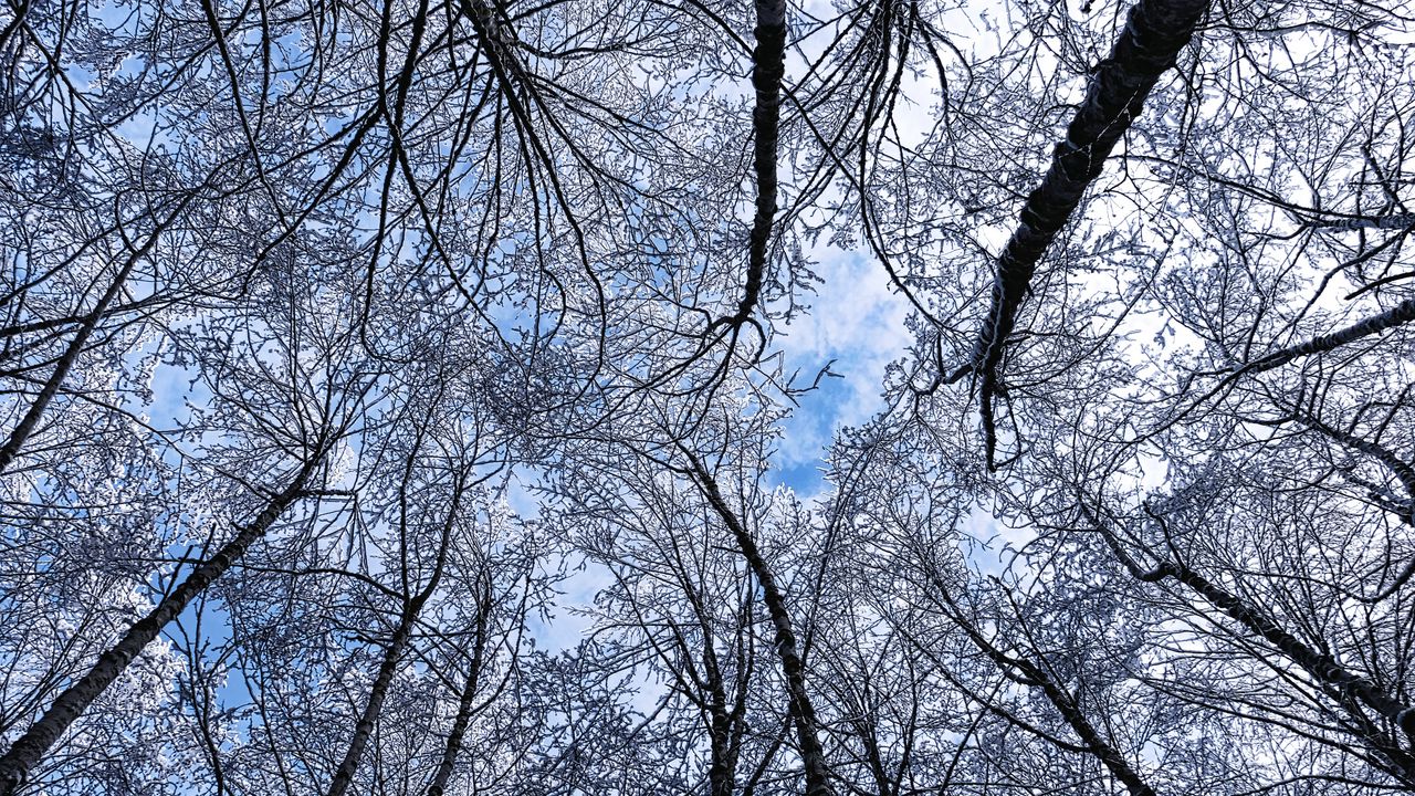 Wallpaper trees, winter, hoarfrost, sky, bottom view