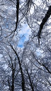 Preview wallpaper trees, winter, hoarfrost, sky, bottom view