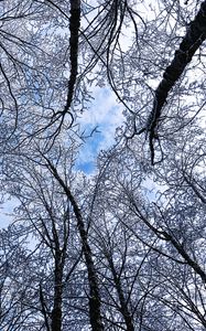 Preview wallpaper trees, winter, hoarfrost, sky, bottom view