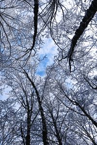 Preview wallpaper trees, winter, hoarfrost, sky, bottom view