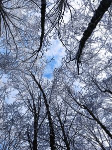 Preview wallpaper trees, winter, hoarfrost, sky, bottom view