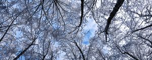 Preview wallpaper trees, winter, hoarfrost, sky, bottom view