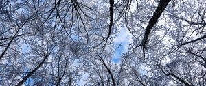 Preview wallpaper trees, winter, hoarfrost, sky, bottom view