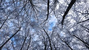 Preview wallpaper trees, winter, hoarfrost, sky, bottom view