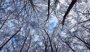 Preview wallpaper trees, winter, hoarfrost, sky, bottom view