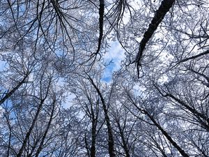 Preview wallpaper trees, winter, hoarfrost, sky, bottom view