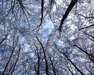 Preview wallpaper trees, winter, hoarfrost, sky, bottom view