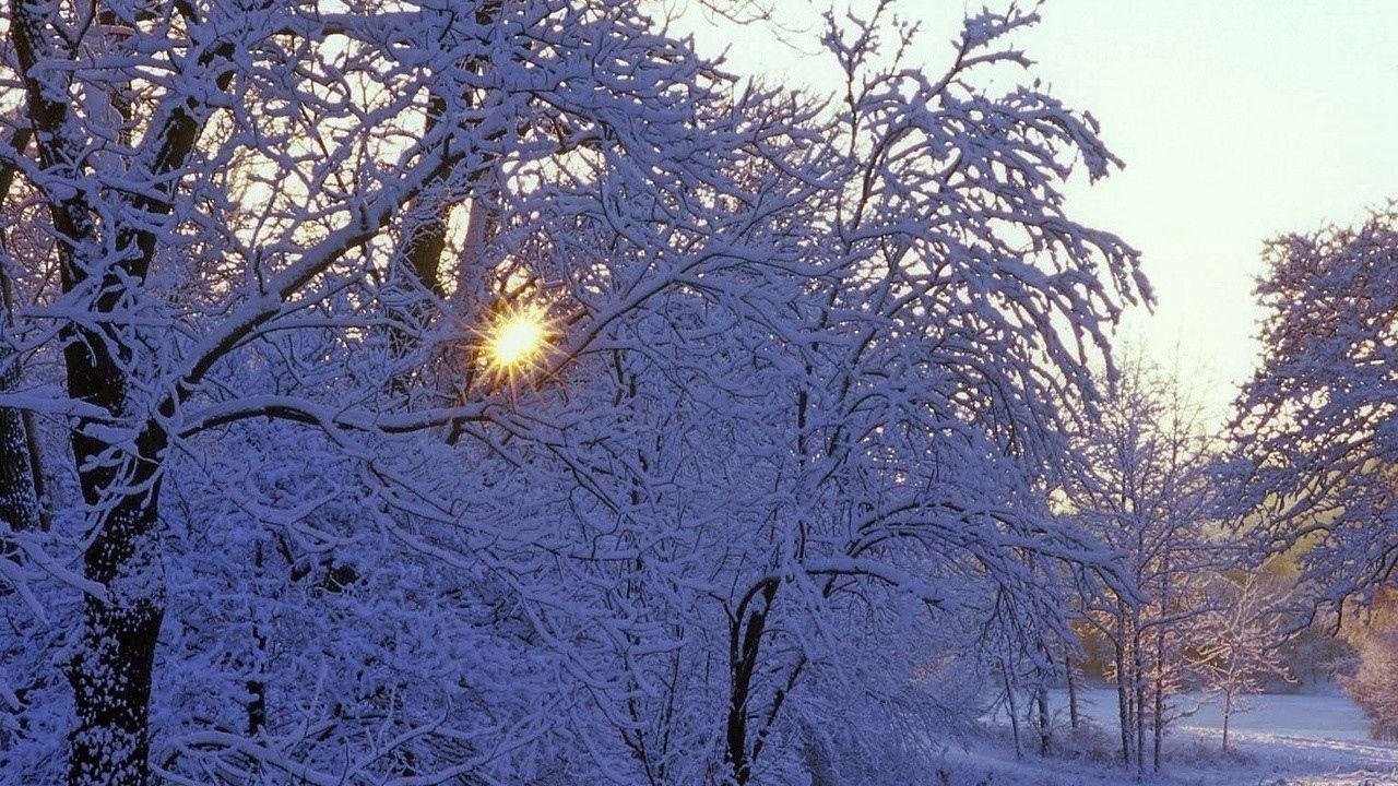 Wallpaper trees, winter, hoarfrost, sun, beams, light, white