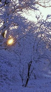Preview wallpaper trees, winter, hoarfrost, sun, beams, light, white