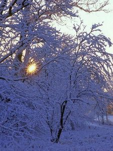 Preview wallpaper trees, winter, hoarfrost, sun, beams, light, white