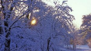 Preview wallpaper trees, winter, hoarfrost, sun, beams, light, white