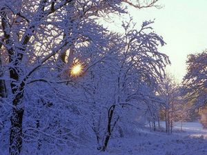 Preview wallpaper trees, winter, hoarfrost, sun, beams, light, white