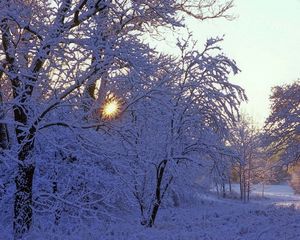 Preview wallpaper trees, winter, hoarfrost, sun, beams, light, white