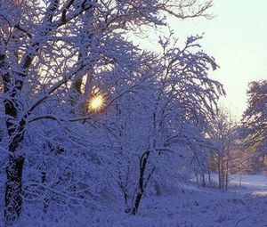 Preview wallpaper trees, winter, hoarfrost, sun, beams, light, white