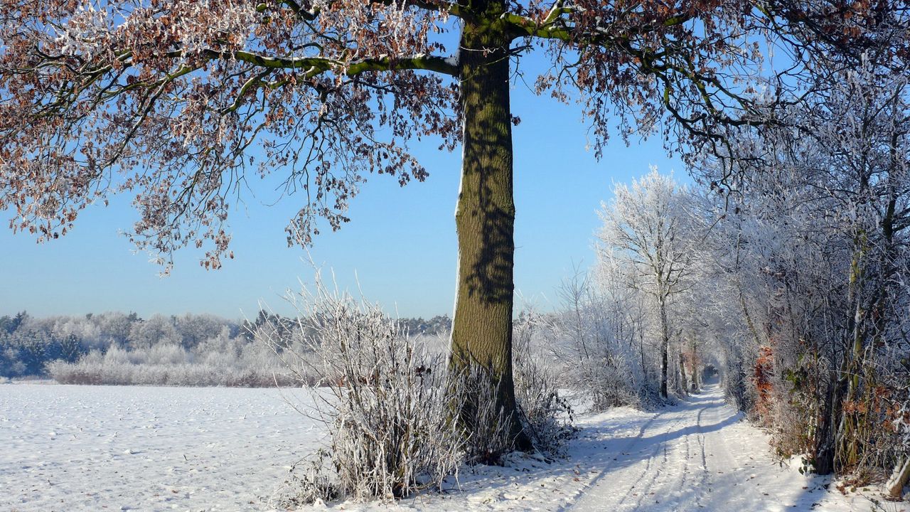 Wallpaper trees, winter, road, field, arable land, traces, hoarfrost, frost, shadows, sky, clearly