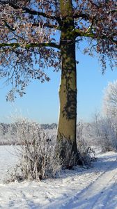 Preview wallpaper trees, winter, road, field, arable land, traces, hoarfrost, frost, shadows, sky, clearly