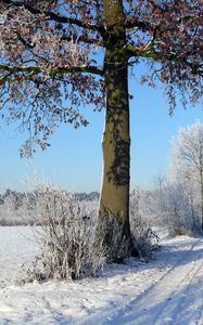 Preview wallpaper trees, winter, road, field, arable land, traces, hoarfrost, frost, shadows, sky, clearly