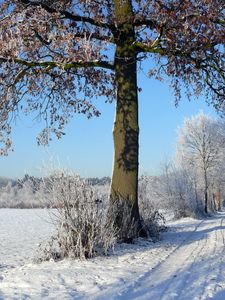 Preview wallpaper trees, winter, road, field, arable land, traces, hoarfrost, frost, shadows, sky, clearly