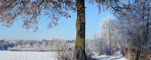 Preview wallpaper trees, winter, road, field, arable land, traces, hoarfrost, frost, shadows, sky, clearly