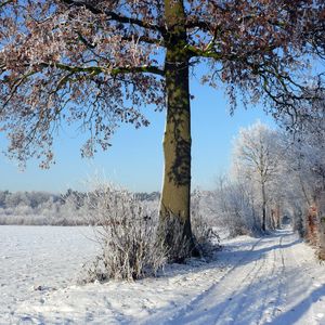 Preview wallpaper trees, winter, road, field, arable land, traces, hoarfrost, frost, shadows, sky, clearly