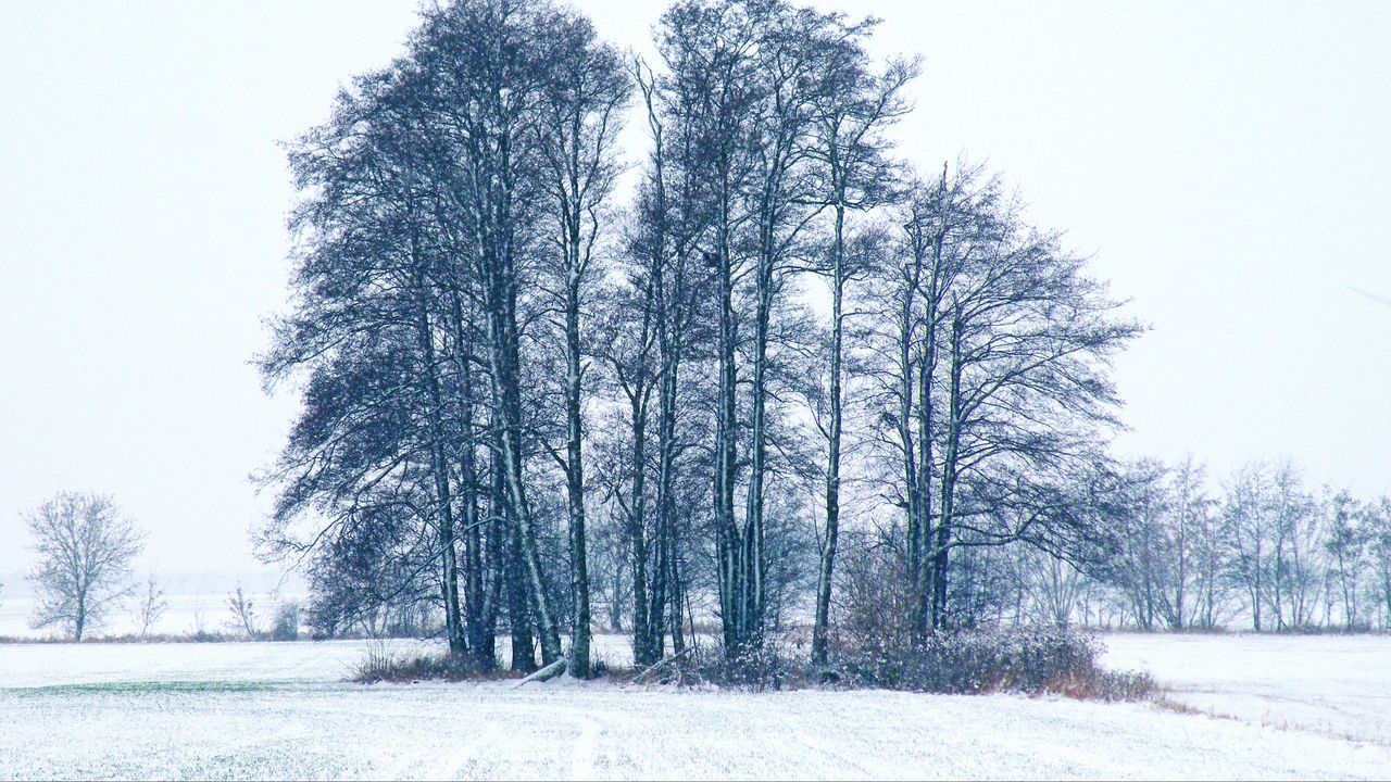 Wallpaper trees, winter, snow