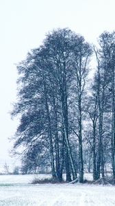 Preview wallpaper trees, winter, snow