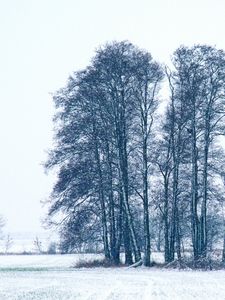 Preview wallpaper trees, winter, snow