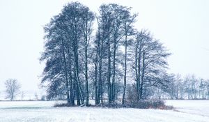 Preview wallpaper trees, winter, snow