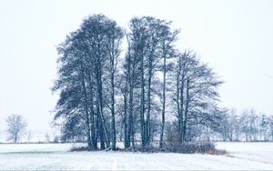 Preview wallpaper trees, winter, snow