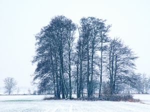 Preview wallpaper trees, winter, snow