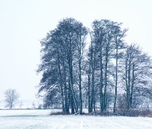 Preview wallpaper trees, winter, snow