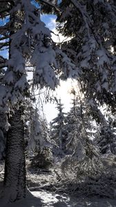 Preview wallpaper trees, winter, snow, forest, spruces