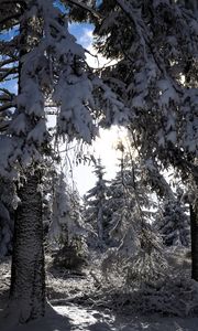 Preview wallpaper trees, winter, snow, forest, spruces