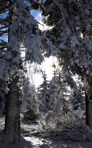 Preview wallpaper trees, winter, snow, forest, spruces