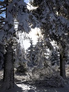 Preview wallpaper trees, winter, snow, forest, spruces