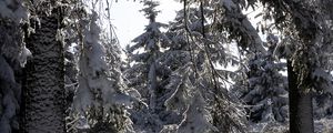 Preview wallpaper trees, winter, snow, forest, spruces