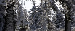 Preview wallpaper trees, winter, snow, forest, spruces