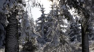 Preview wallpaper trees, winter, snow, forest, spruces