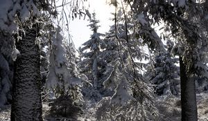 Preview wallpaper trees, winter, snow, forest, spruces