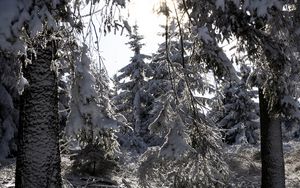 Preview wallpaper trees, winter, snow, forest, spruces