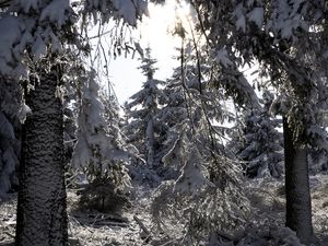 Preview wallpaper trees, winter, snow, forest, spruces