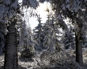 Preview wallpaper trees, winter, snow, forest, spruces