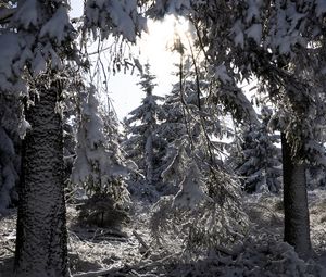 Preview wallpaper trees, winter, snow, forest, spruces