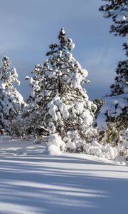 Preview wallpaper trees, winter, snow, shadow