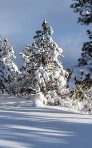 Preview wallpaper trees, winter, snow, shadow