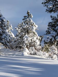 Preview wallpaper trees, winter, snow, shadow