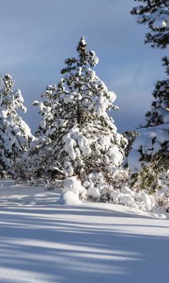240x400 Wallpaper trees, winter, snow, shadow